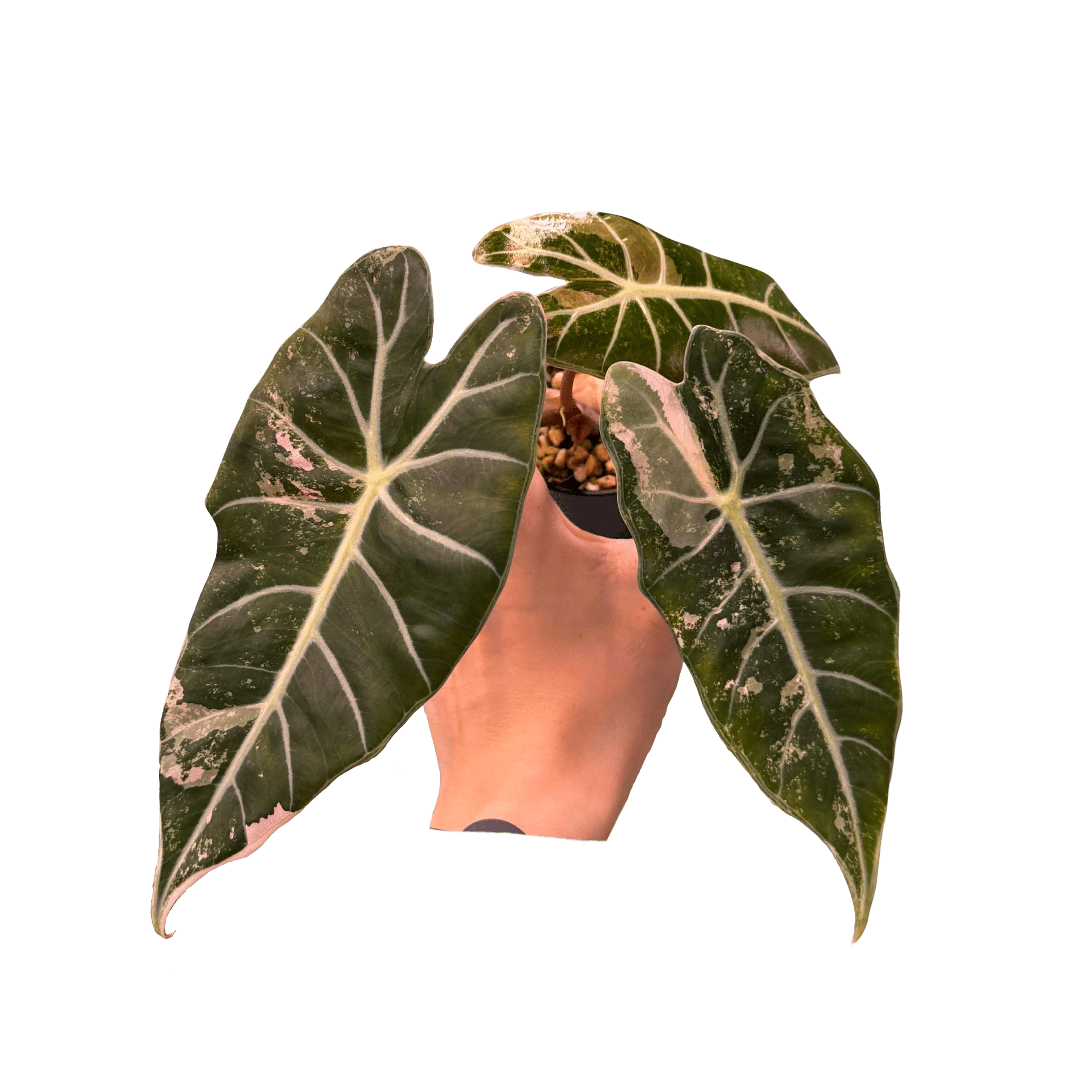 Alocasia Grandis Pink Variegated