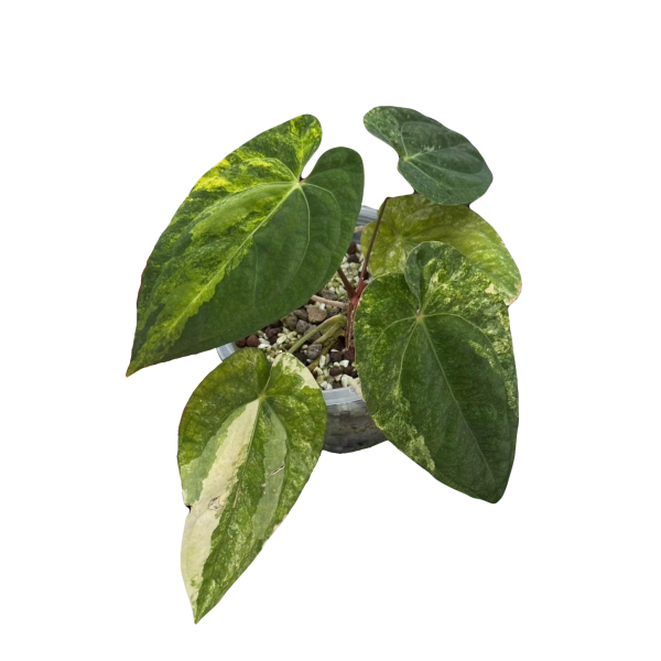 Anthurium Papillilaminum Variegated