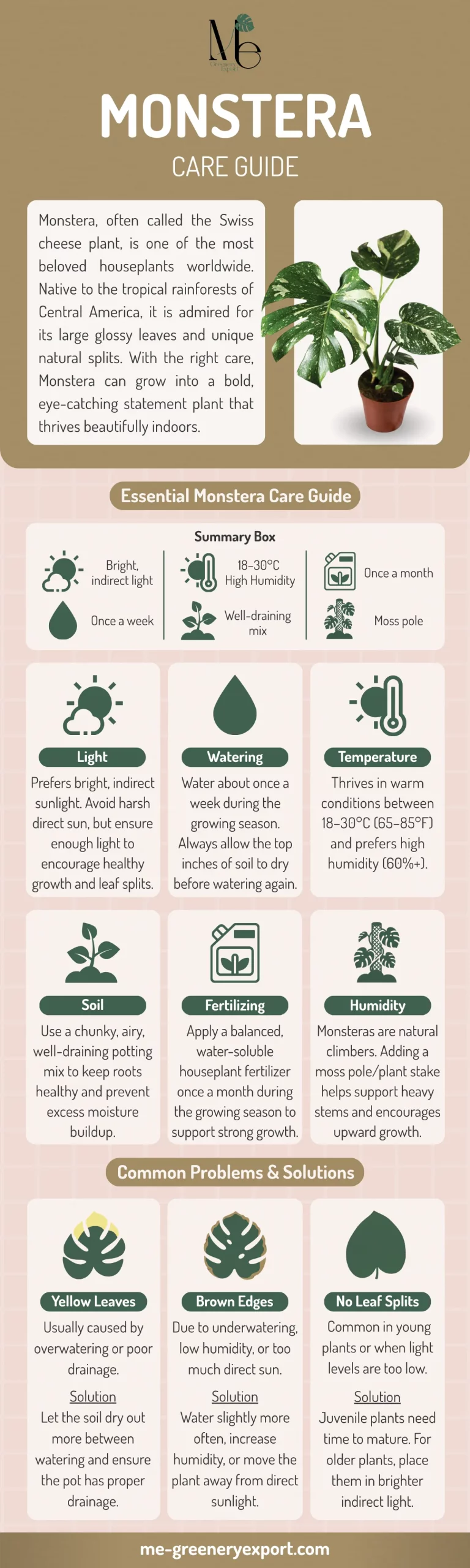 M.E. Greenery Export 21 Monstera Care Guide
