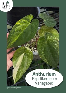 Admiring the Anthurium Papillilaminum Variegated 1 Admiring the Anthurium Papillilaminum Variegated