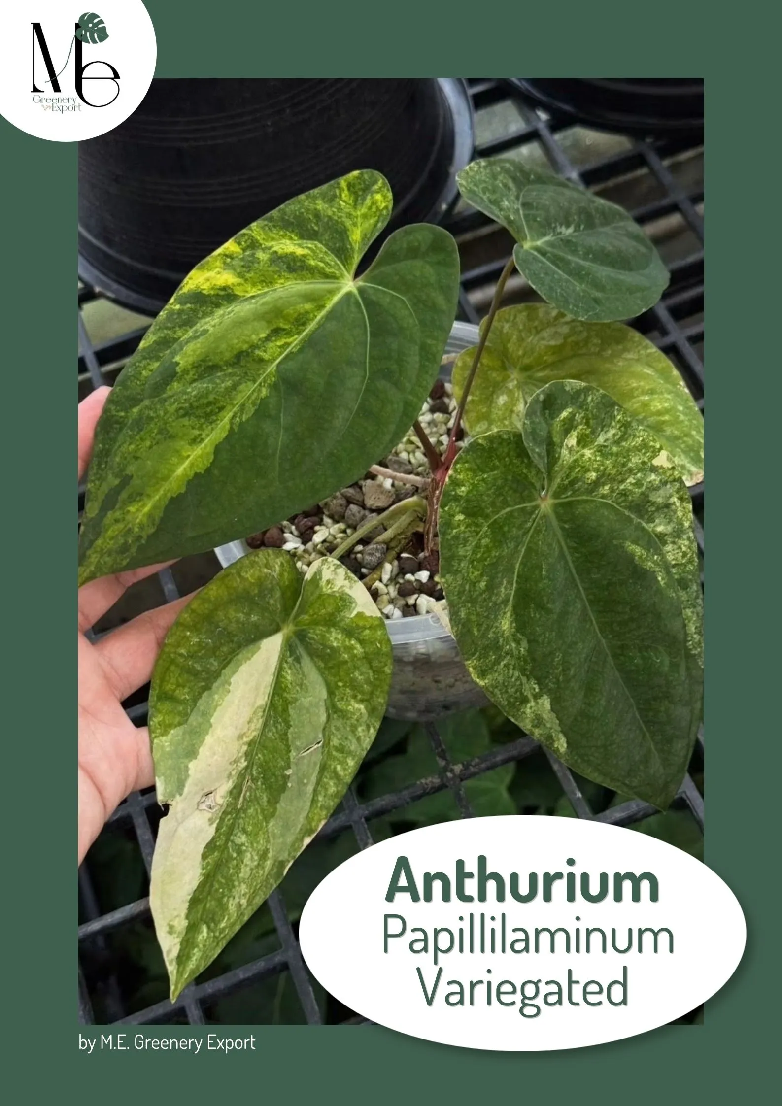 Admiring the Anthurium Papillilaminum Variegated 1 Artwork Blog cover 11 11zon 1