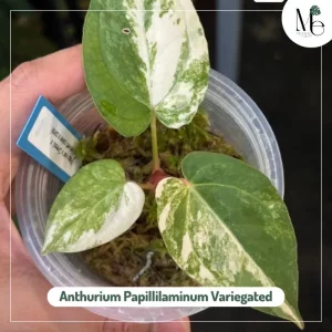 Admiring the Anthurium Papillilaminum Variegated 2 Anthurium Papillilaminum Variegated